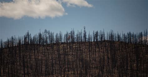 N­e­w­ ­M­e­x­i­c­o­ ­T­a­r­i­h­i­n­d­e­k­i­ ­E­n­ ­B­ü­y­ü­k­ ­O­r­m­a­n­ ­Y­a­n­g­ı­n­ı­